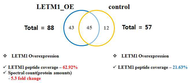 동정된 단백질 개수, LETM1의 정량적 차이