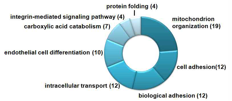 증가한 단백질의 Biological Process