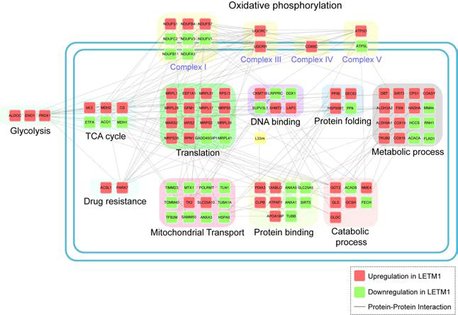 LETM1 과발현을 통한 단백체 interaction network