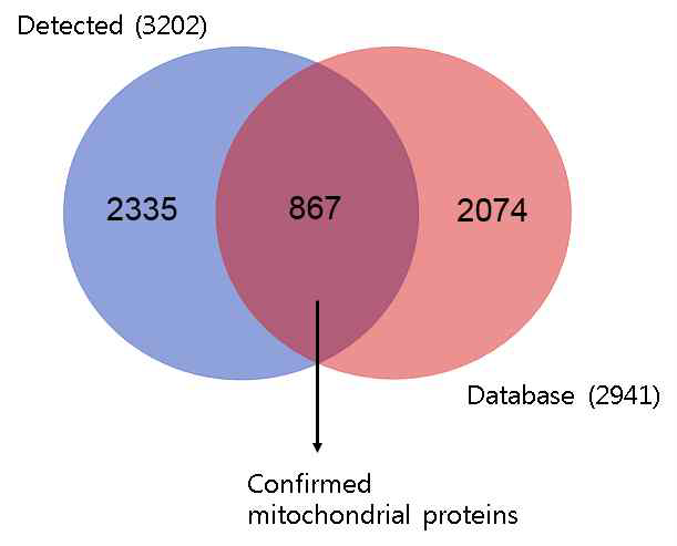 동정된 단백질 개수 및 검증된 미토콘드리아 단백체