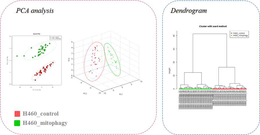 PCA 분석 및 Dendromgram 결과