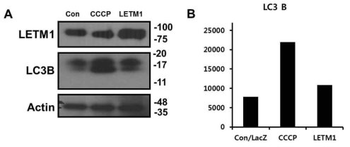 CCCP와 LETM1 과발현에 의한 자가포식 활성화