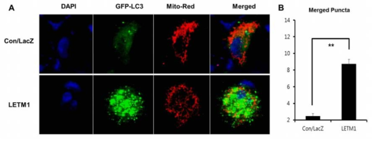 LETM1 과발현에 의한 미토파지 유발