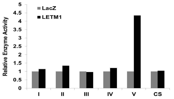 LETM1 과발현에 따른 미토콘드리아 호흡연쇄 효소 복합체의 활성 변화