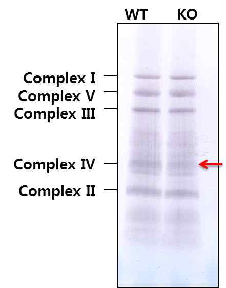 BN-PAGE를 이용한 미 토콘드리아 복합체 효소의 단백 량 변화 확인.