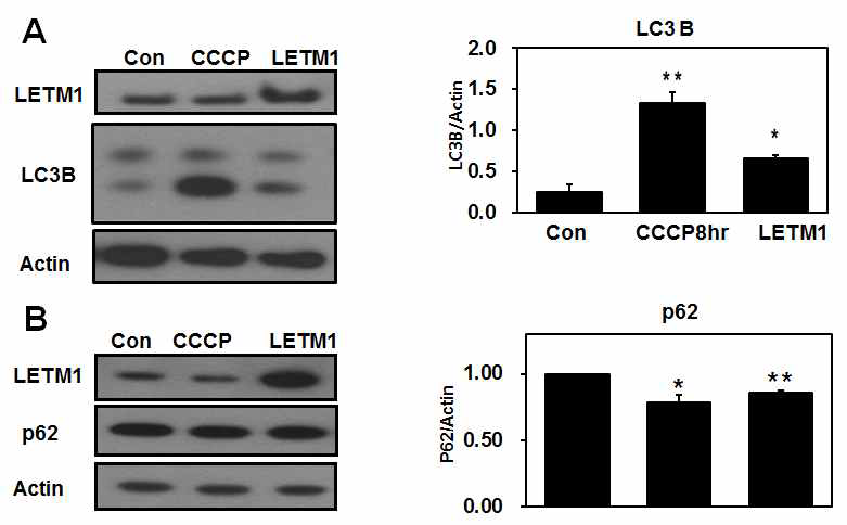 CCCP와 LETM1 과발현에 의한 자가포식의 활성화 면역검출법을 이용한 (A) LC3 밴드 확인 및 mature LC3 밴드의 정량화, (B) p62 밴드 확인 및 정량화.