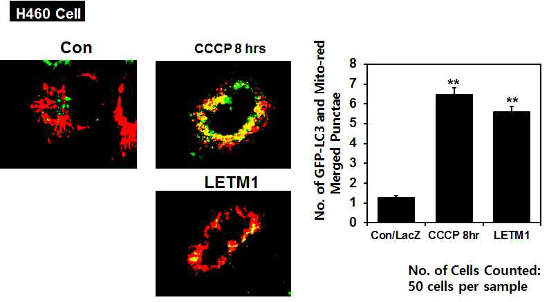 CCCP와 LETM1 과발현에 의한 mitophagy 유도