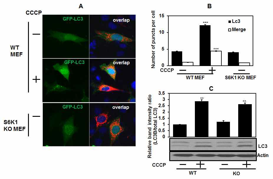 S6K1 WT/KO MEF 세포에서 미토파지 유발