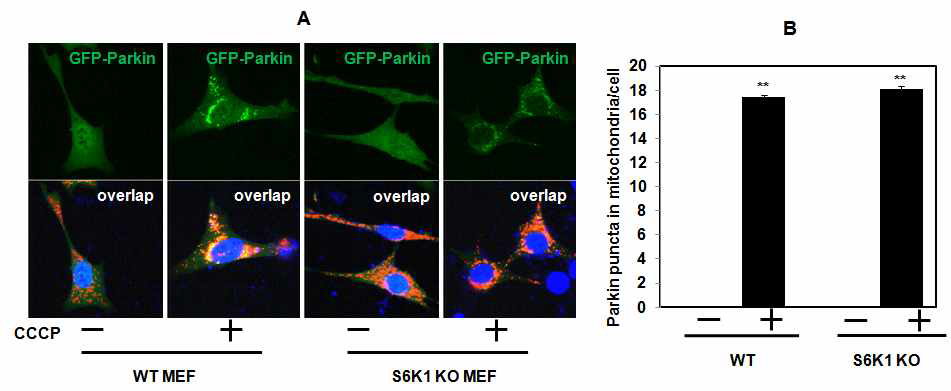 S6K1 WT/KO MEF 세포에서 parkin 유도