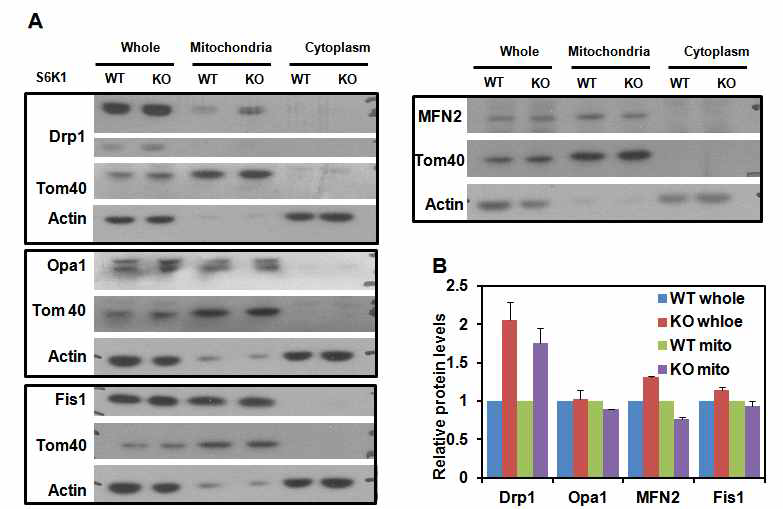S6K1 WT/KO MEF cell에서 미토콘드리아 다이내믹스(dynamics)에 관련된 단백질 분석