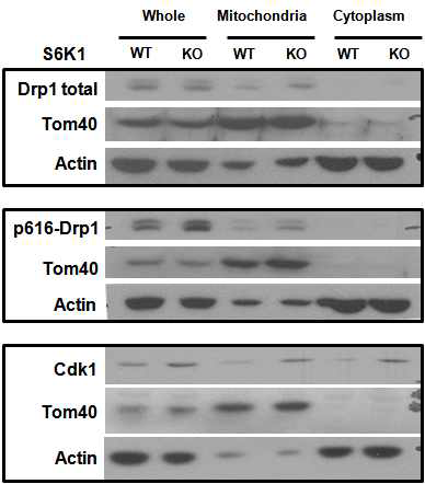 S6K1 KO MEF 세포의 미토콘드리아에서 Drp1의 인산화.