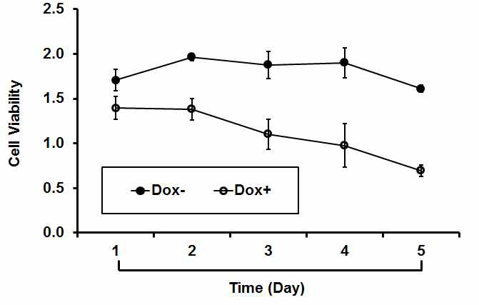 폐암세포주인 H460세포에서 inducible expression system을 이용하여 LETM1의 과발현을 유도.