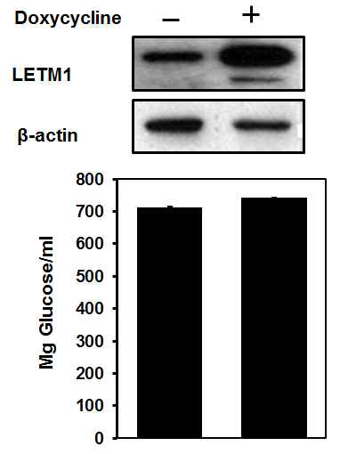 Doxycycline을 처리하여 LETM1 과발현을 유도한 후에 폐암세포주 H460에서 glucose 소모를 측정.