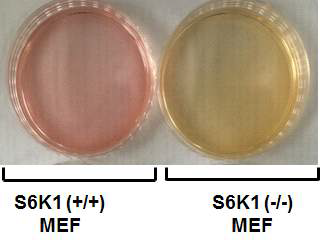 S6K1 KO MEF에서 빠른 배지 색의 변화.