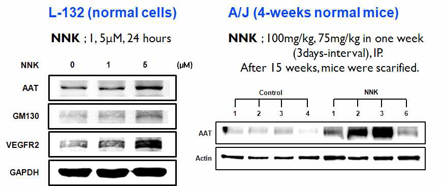 정상세포와 정상마우스에서의 NNK 유도 후, AAT의 발현양 비교