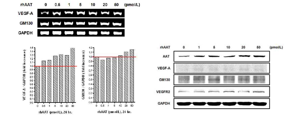 정상세포에서 사람의 재조합 AAT가 VEGF-A, GM130, VEGFR2에 미치는 영향