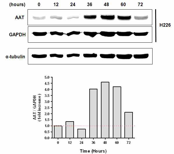 NCI-H226세포에서의 AAT 단백질 발현 시간