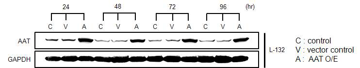 정상 폐세포인 L-132에서의 AAT 과발현 확인