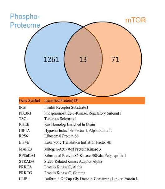 mTOR 신호 관련 단백체.