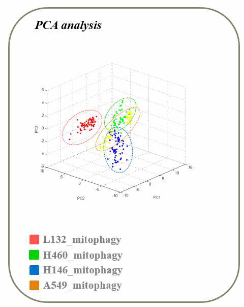 폐암 세포주(A549, H146, H460)와 정상 폐 세포주(L132)PCA 결과