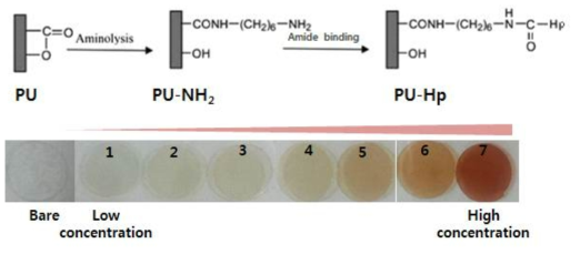 Hp가 도입된 광기능성 고분자 소재 (Hp @ PU film)와 그의 반응 모식도
