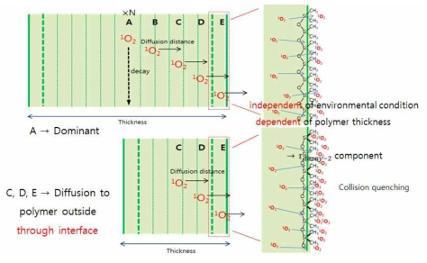 필름 두께에 따른 생성 단일항산소의 확산 모식도.
