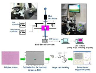 실시간 세포이동 추적 장치의 모식도