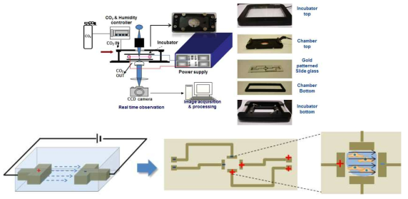 전기자극에 의한 줄기세포의 방향성 제어를 위한 세포배양 기판 모식도 및 실시간 세포배양 시스템과 전기 자극 시스템 도입