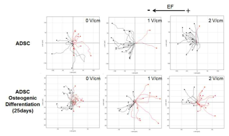 전기자극에 의한 ADSC 와 ADSC osteogenic differentiation 의 세포 이동 경로