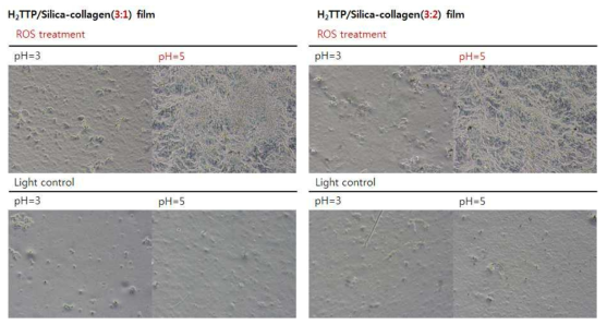 광에너지 유도 활성산소를 통해 제조된 고형화 콜라겐 사진