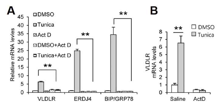 VLDLR이 ER stress에 의해 mRNA 단계에서 증가함