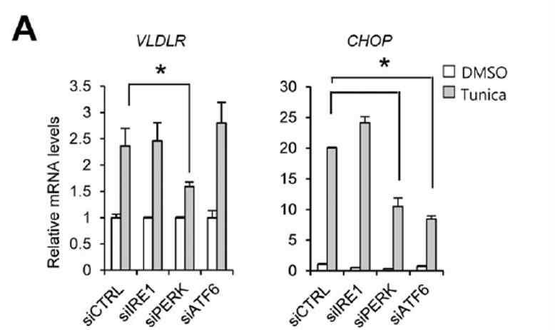 ER stress pathway중 PERK signalingn pathway에 의해 VLDLR이 증가함.