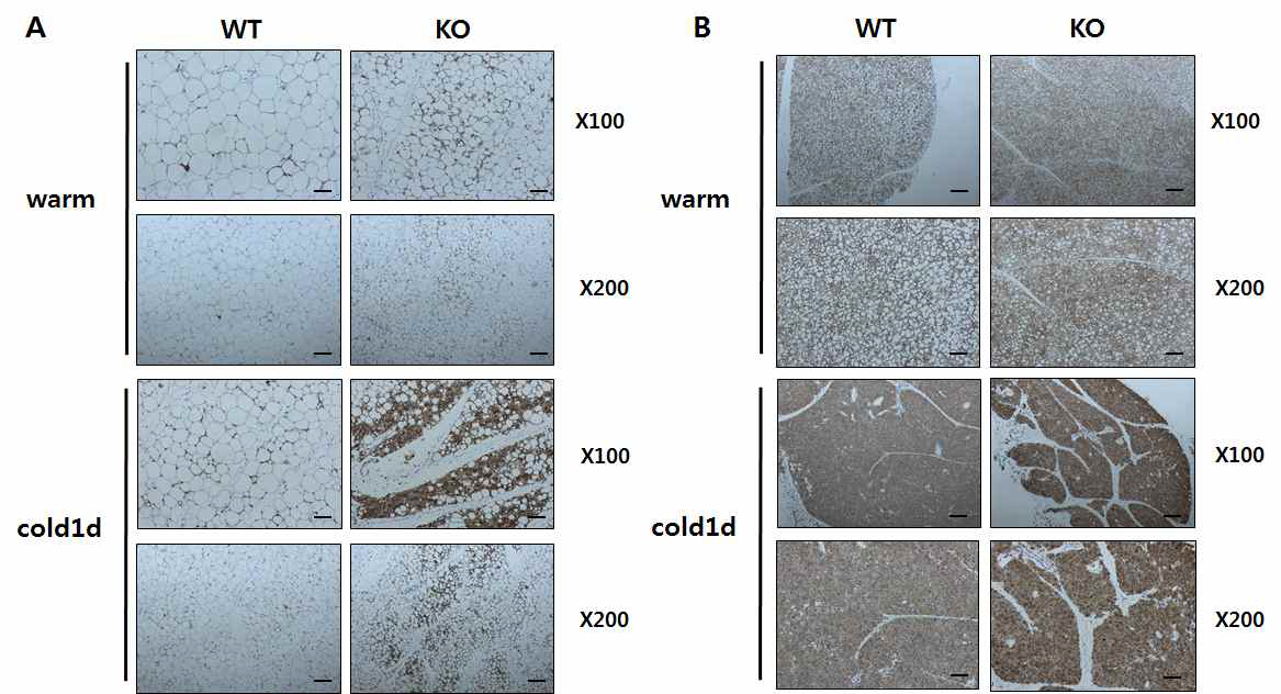 Ahnak WT과 KO mouse를 각각 warm(30℃), cold(4℃) 1day challenge 후 A) iWAT와 B)BAT 에서 UCP1 면역염색을 실행