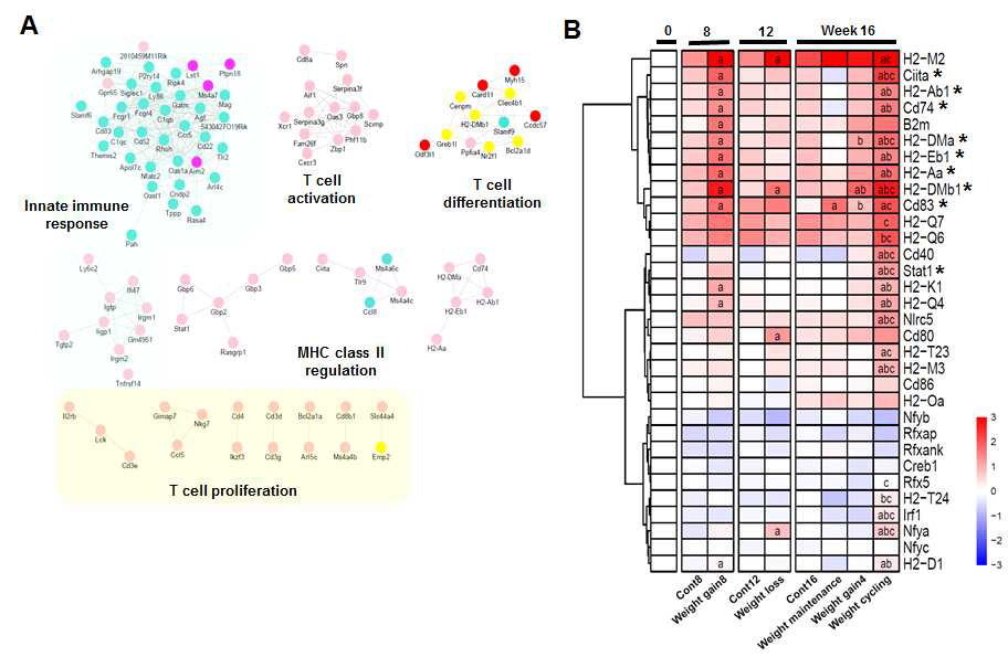 Weight cycling의 이차반응 유전자를 포함하는 A) subnetwork를 찾았고 이들 대부분이 B) Major Histocompatibility Complex (MHC) class II와 관련됨을 확인함.