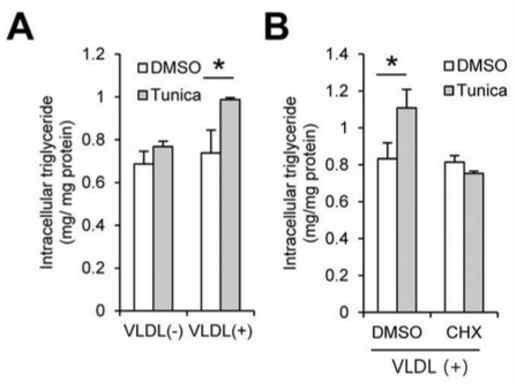Tunicamycin을 처리했을 경우 VLDL-VLDLR을 통해 지방이 증가함.