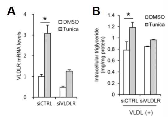 VLDLR의 발현 억제시 간 세포주에 ER stress 를 유도함에도 지방이 증가하지 않음