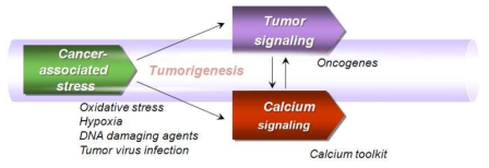 Tumor signaling과 calcium signaling의 crosstalk