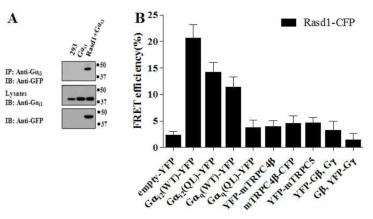 Gαi and TRPC4β interact with Rasd1.