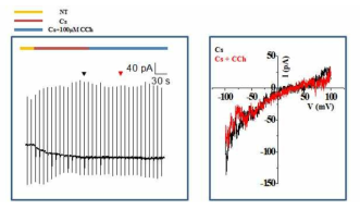 Carbachol did not activate TRPC4-like currents in INS-1 cells