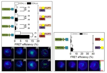 Muscarinic receptor 자극으로 인한 TRPC4β 와 G alpha protein, Muscrinic recpeptor 사이의 FRET signal 증가