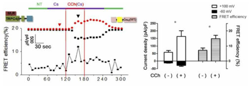 Muscarinic receptor 자극으로 인한 TRPC4β 와 G alpha protein 과 channel 활성