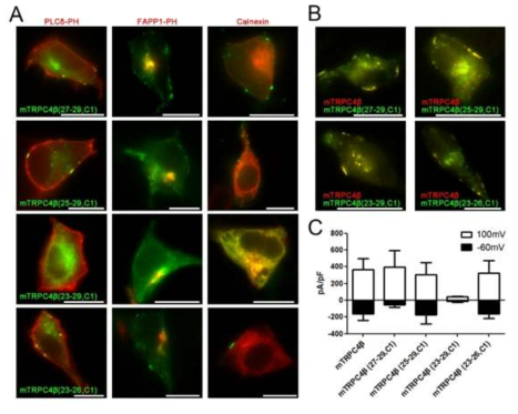 chimera mutant expression으로 TRPC4 channel의 23-29 domain이 membrane expression을 regulation 하는 domain 임을 확인함.