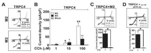 GPCR 활성화에 의한 TRPC4의 채널 활성 증가