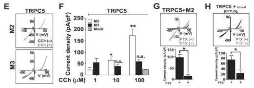 GPCR 활성화에 의한 TRPC5의 채널 활성 증가