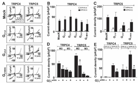 Gβγ subunit isoform에 따른 TRPC 채널 활성 조절