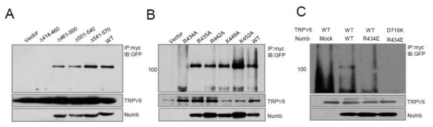 Numb binding site mapping