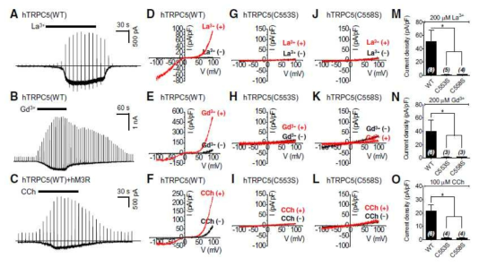 C553S or C558S mutants of TRPC5 completely lose channel activity.