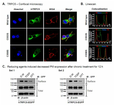 Cysteine mutants or reducing agents reduced the PM expression of TRPC5.