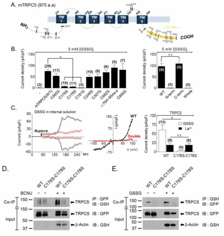 Activation of TRPC5 by GSSG is mediated by glutathionylation of distinct cytosolic cysteines.