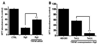 Effects of RNAi in AGS cells and effect of Rg3 on overexpression of TRPM7 channels in HEK cells.